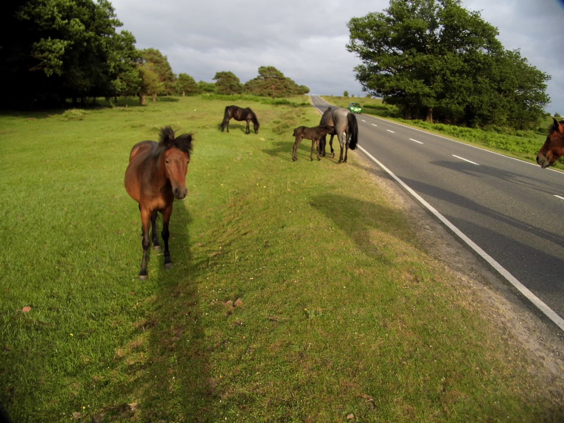 New Forest ponies grazing beside an open road